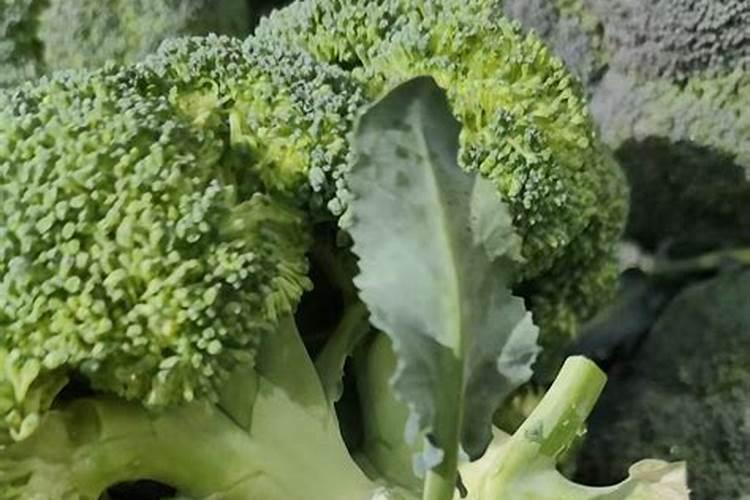 西葫芦浇水的正确方法