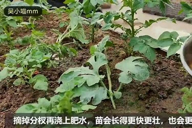 菜叶子用水沤肥多久