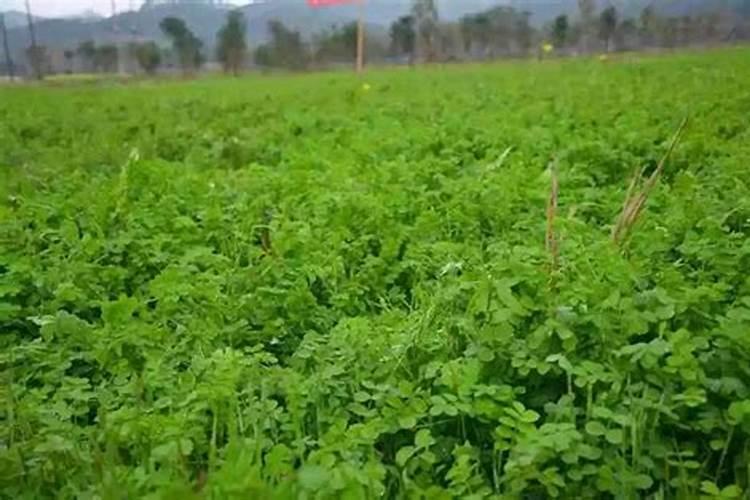 柑橘幼树该如何施硼锌铁镁肥？