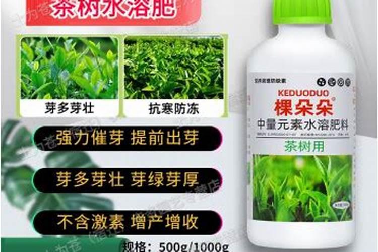 乌金绿水溶肥在茶叶上的应用
