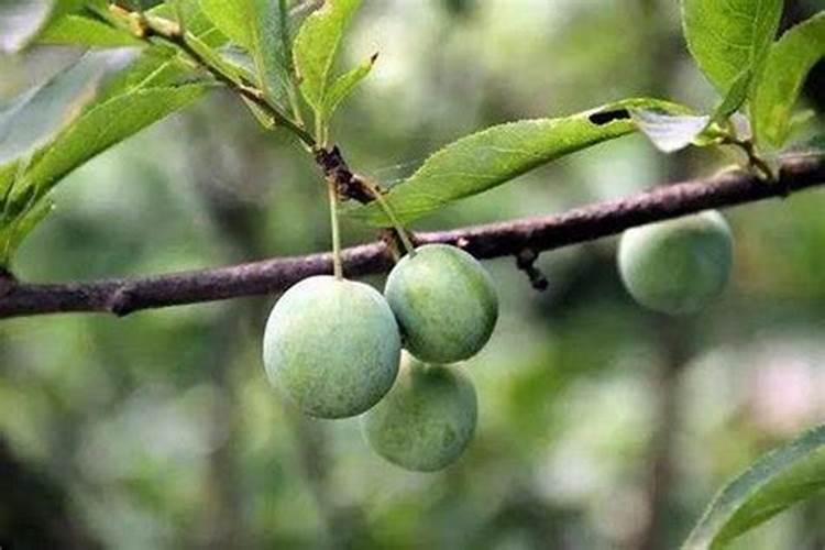 樱桃树施肥时间