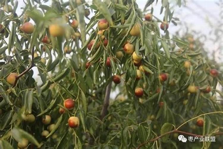 噻虫嗪灌红薯吗