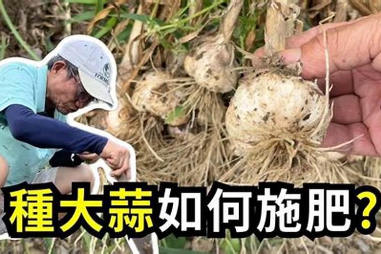 月季嫁接后如何进行管理