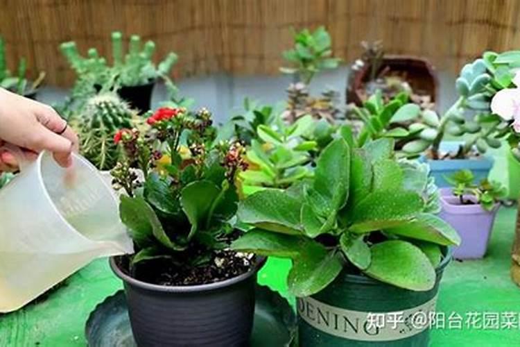 桃树可打不可打波尔多液？