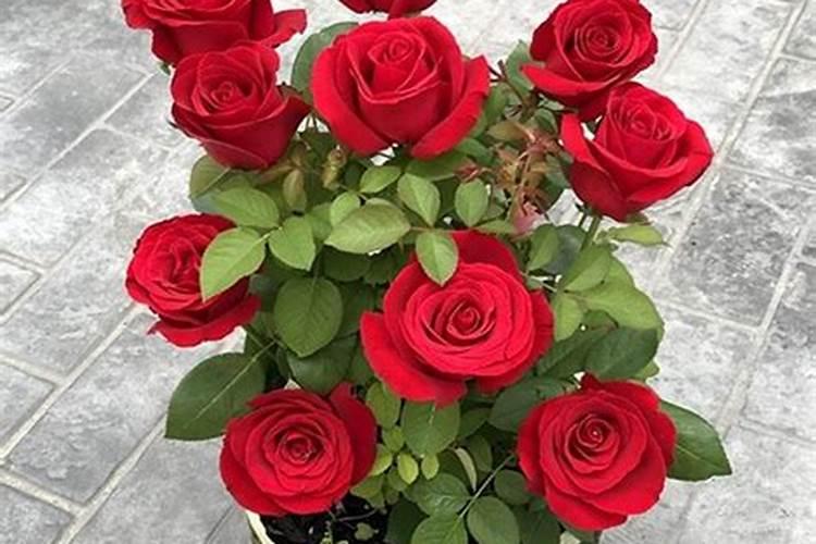 倍力乐水溶性 避/孕/套怎么样？