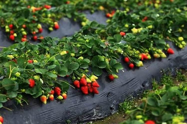 草莓后期用什么肥料最好