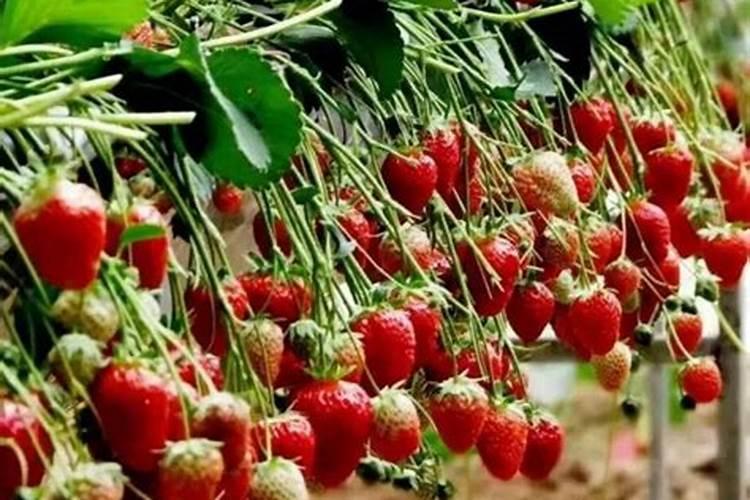 草莓花期可以施肥吗