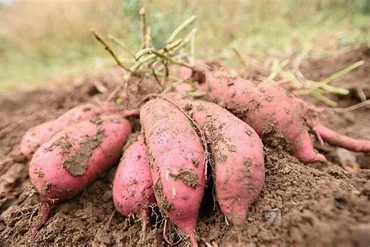 谁知道电解多维的成分是什么啊？