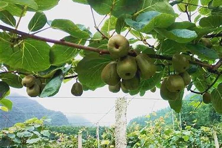 令中国农民头疼的秸秆,却成了循环农业的宝藏,德国是怎么做的？百度知 ...