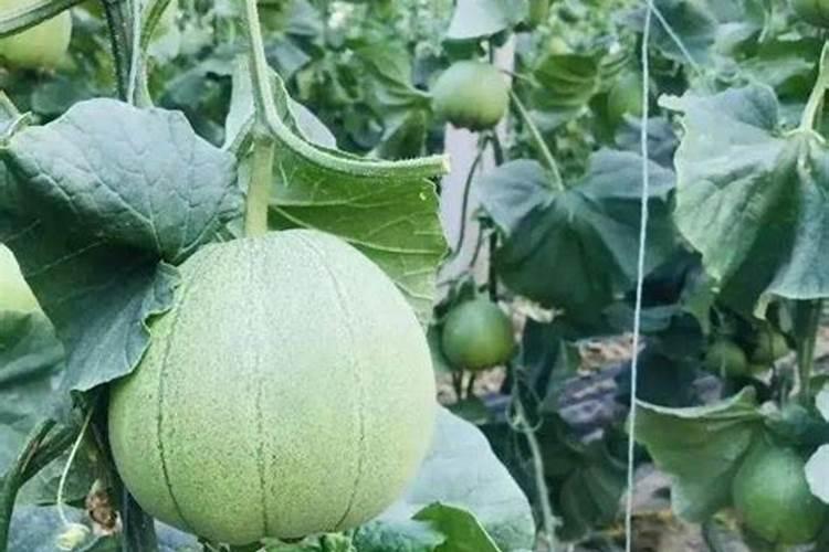 种菜施肥用什么水溶肥料好？