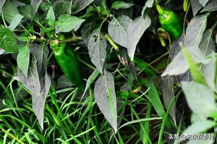 黄豆叶面肥什么时打合适