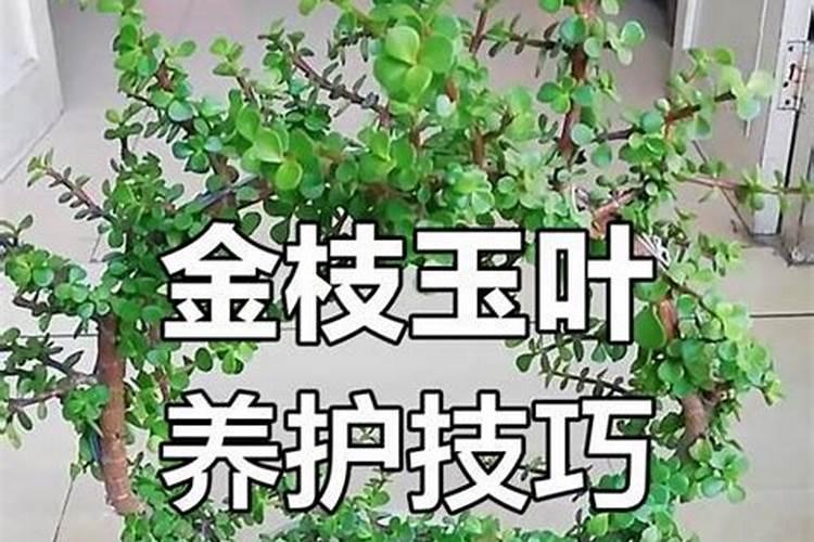 金枝玉叶冬天怎么养才能安全过冬？