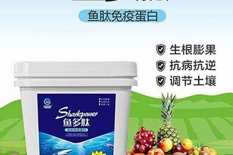 鲅鱼的食用功效以及营养价值