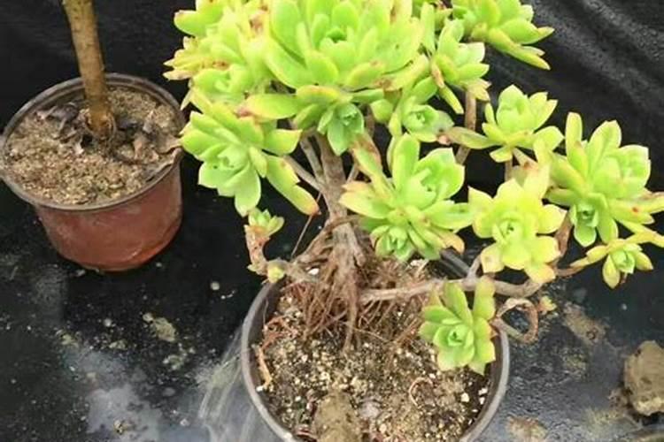 青枣叶片油亮、挂果量多的秘诀原来是它