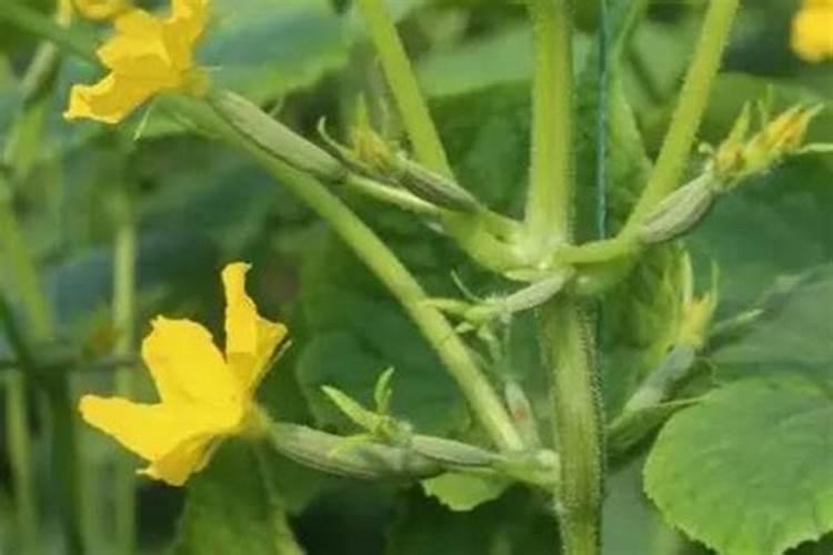 氮肥料用于哪些植物