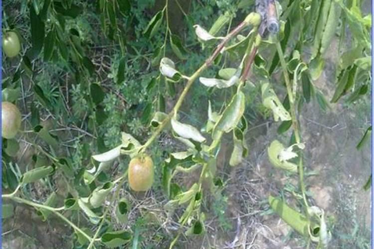 小麦什么时间追肥好