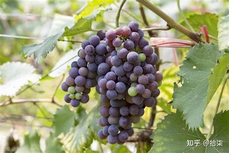 10度以下能打叶面肥吗 叶面肥有哪些