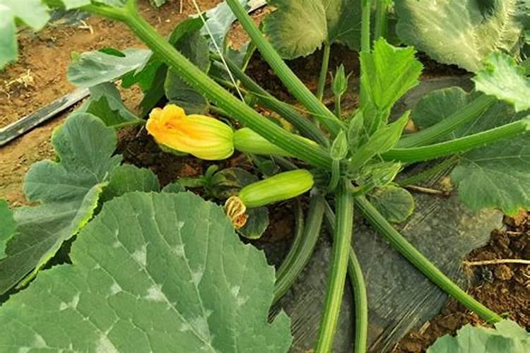 番茄结果后如何管理？