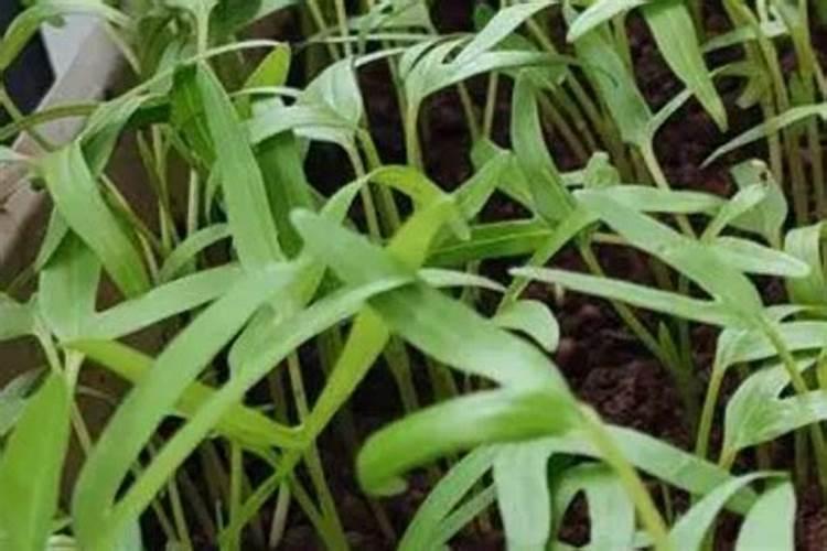 四季桂为何不能随便养