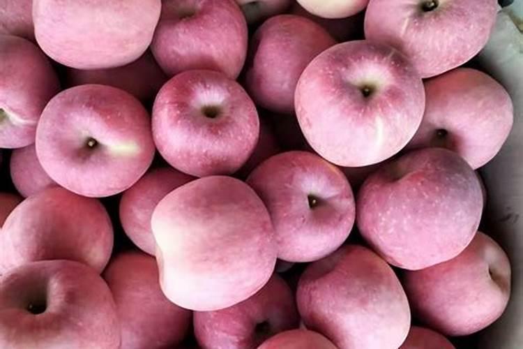 盆栽四季桂松土(四季桂用什么土栽培好)