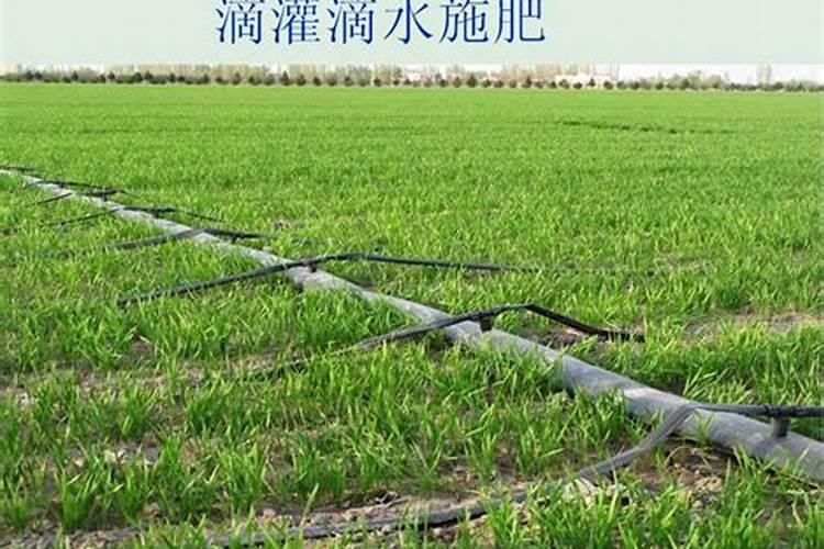 辛硫磷颗粒杀地下害虫怎么用,在土壤中残留多久