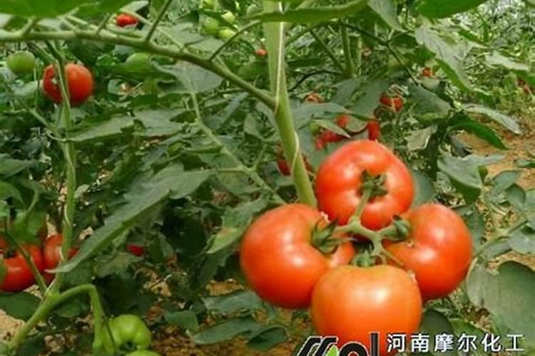 辛硫磷能使在土壤里因为地下有虫割