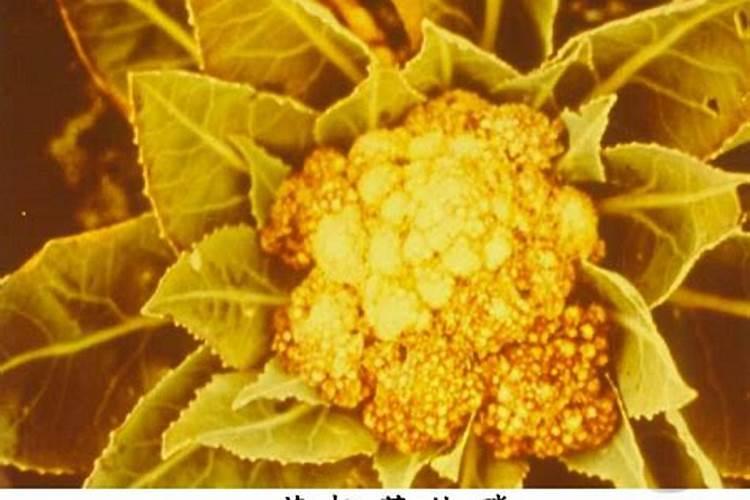 松花菜怎么样下肥