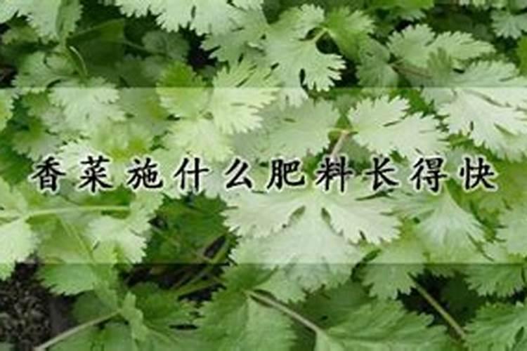 香菜种植施肥方法
