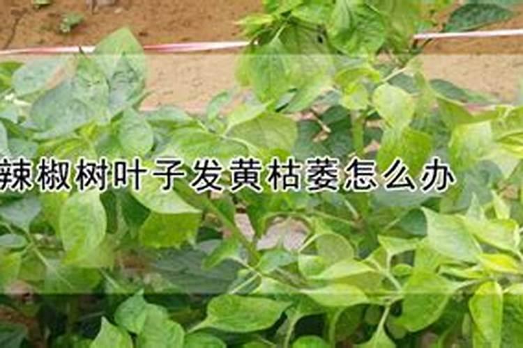 硝态氮和铵态氮的区别