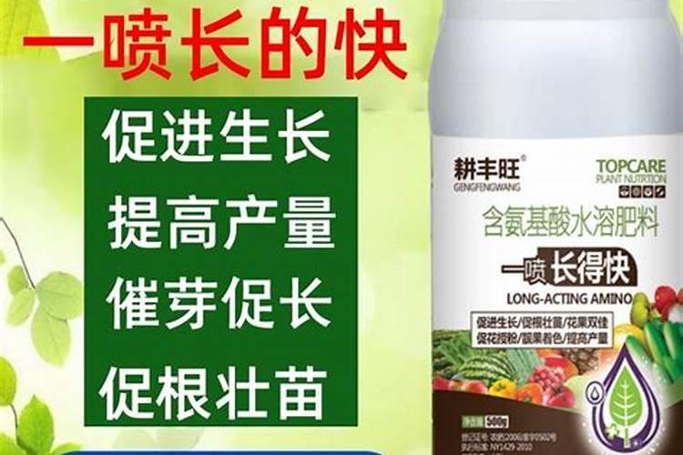 牡丹品种花王有什么缺点