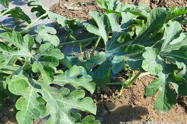 玉米催芽后怎样播种