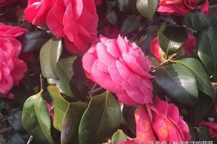 茶花长芽如何施肥