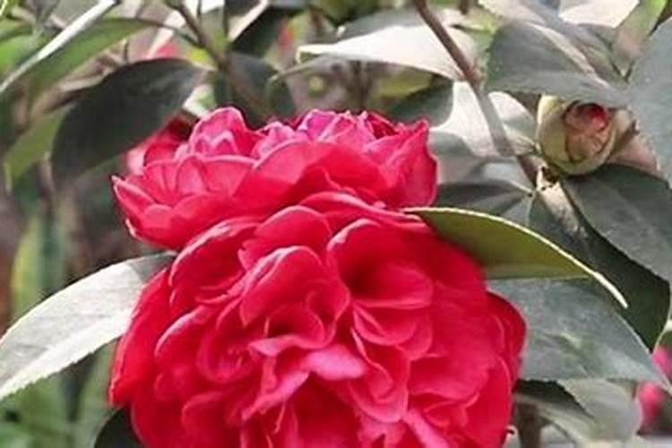 茶花什么时候施肥