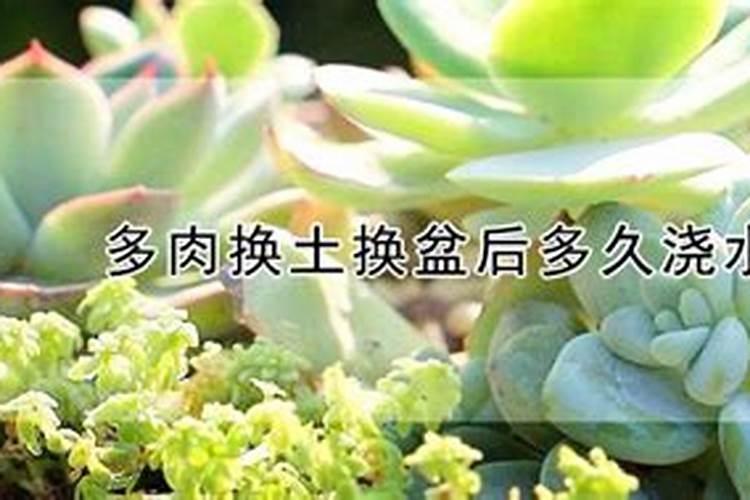 多肉服盆后多久可以施肥(新种的多肉怎么施肥长得好)