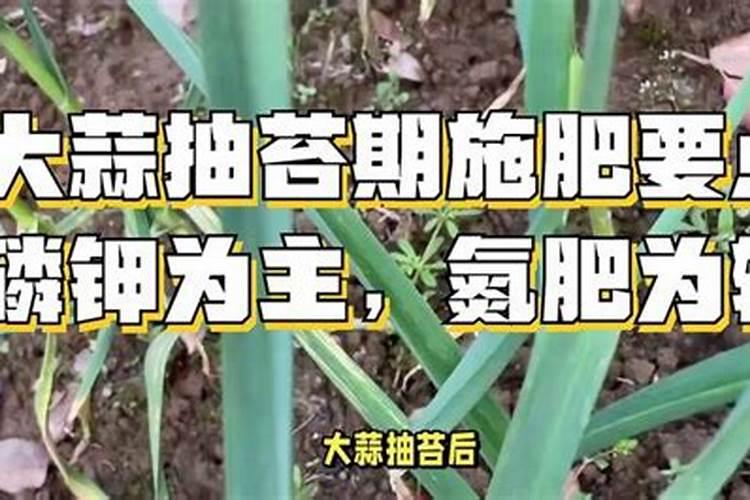 大蒜烧苗怎么办