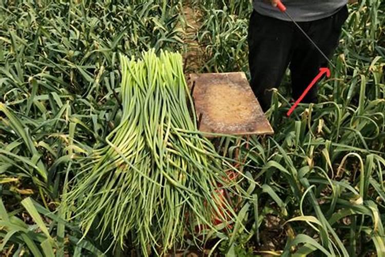 大蒜发生肥害是什么症状,怎样预防和补救？