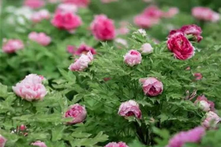 干黄花菜的功效与禁忌 干黄花菜功效与禁忌是什么