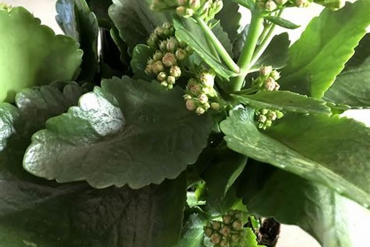 苦瓜用什么肥料最好