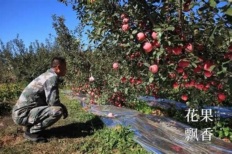 苹果树补钙的叶面肥有哪些