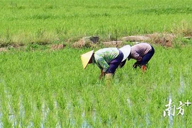 打槟榔叶面肥还可以施肥吗