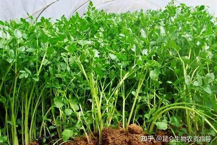 矿源黄腐酸钾在果树上都有哪些作用？