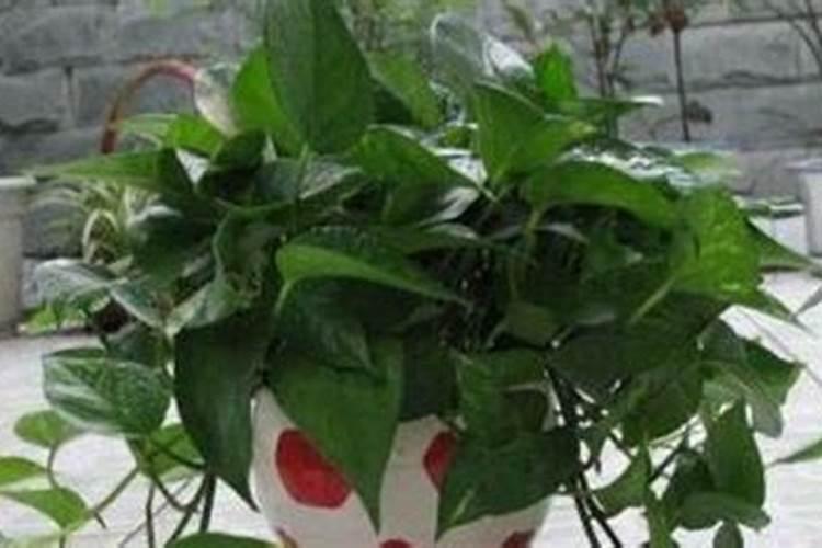 绿萝怎么养才能更旺盛用什么肥料