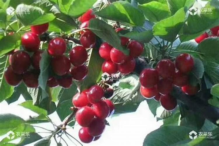 樱花树叶子枯萎干掉怎么处理？