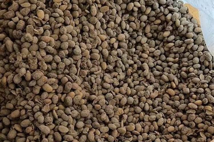 花盆里加什么肥料,容易提高植物的生长活性？
