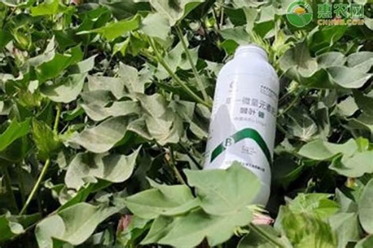 哪种叶面肥效果最好？
