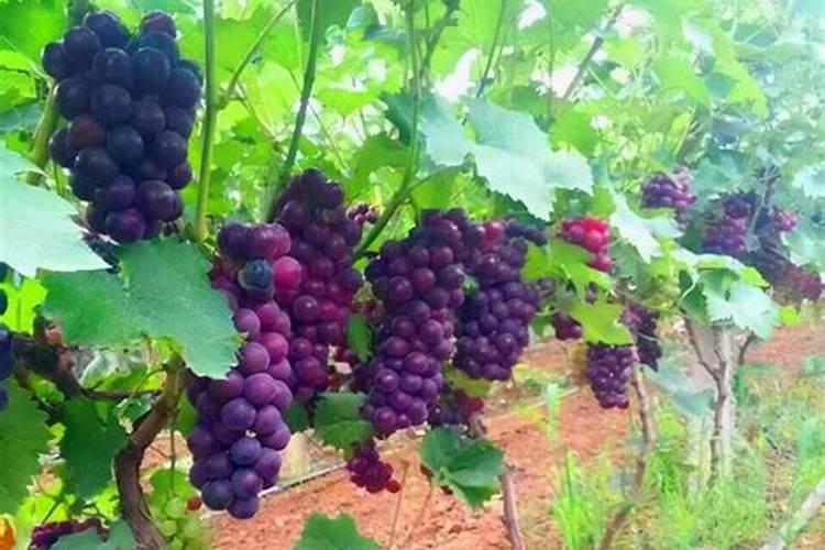 大豆需要施肥吗