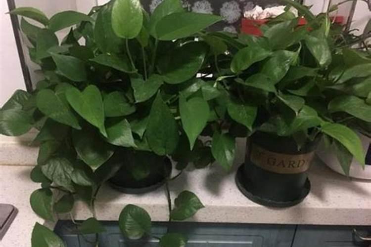 黄瓜秧需不需要打叶子