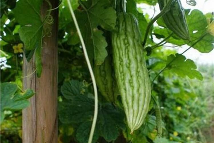 在阳台种植苦瓜必须施肥吗？是什么肥？