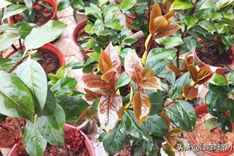 橘子树最好的肥料是什么？