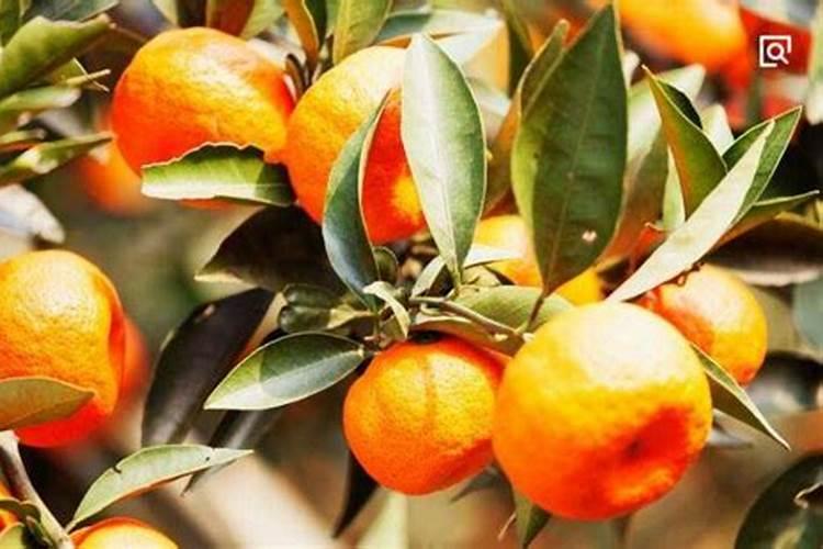 鱼蛋白肥料钾含多少